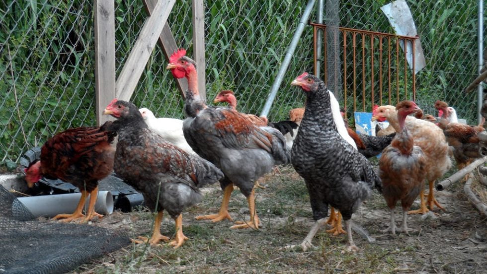 ptinotrofeia kotes